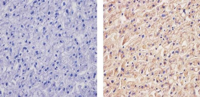 ApoA1 Antibody in Immunohistochemistry (Paraffin) (IHC (P))