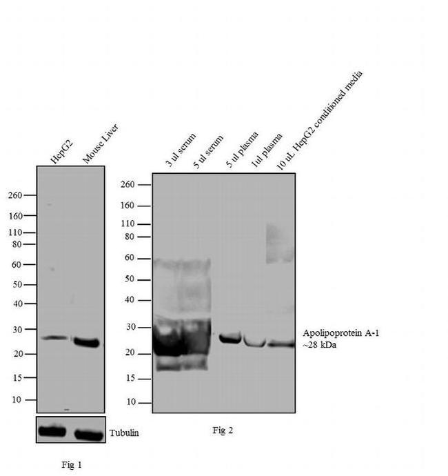 ApoA1 Antibody in Western Blot (WB)