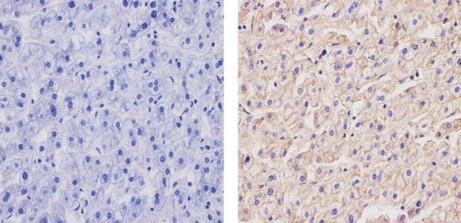 ApoA1 Antibody in Immunohistochemistry (Paraffin) (IHC (P))