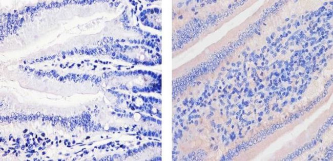 ApoA1 Antibody in Immunohistochemistry (Paraffin) (IHC (P))