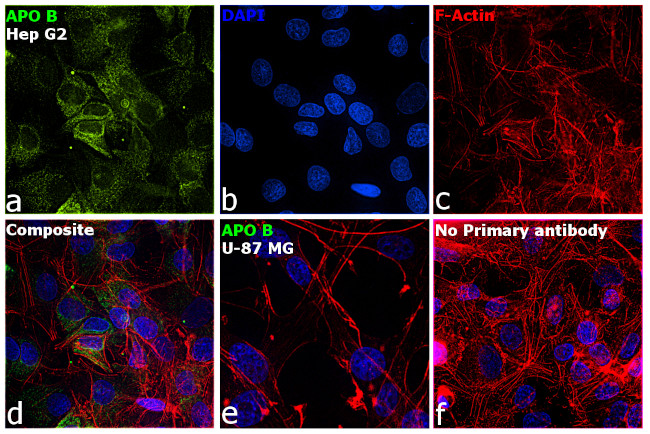 Apolipoprotein B Antibody in Immunocytochemistry (ICC/IF)