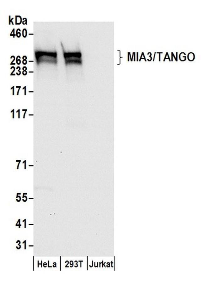 MIA3/TANGO Antibody in Western Blot (WB)