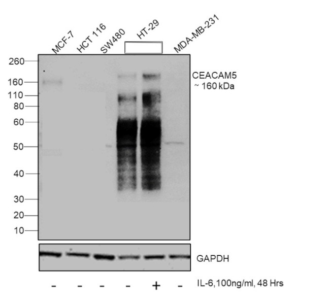 CEA Antibody