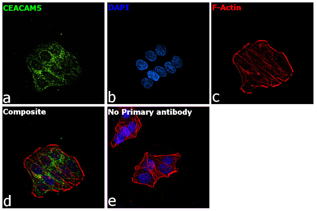 CEA Antibody in Immunocytochemistry (ICC/IF)