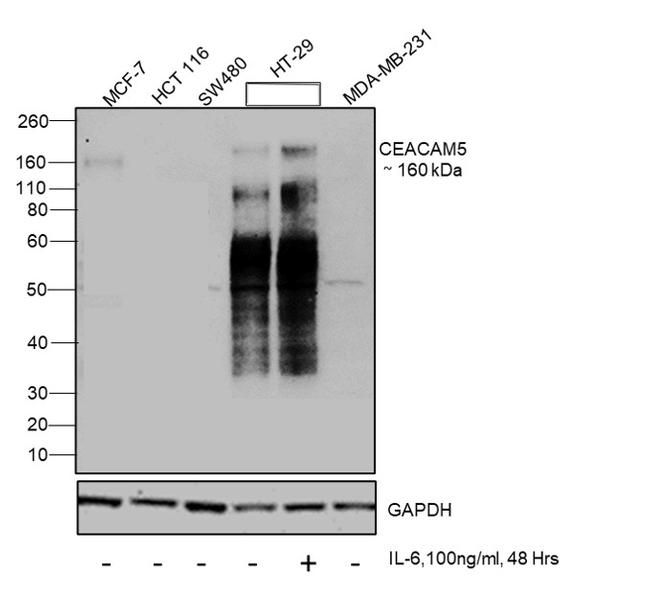 CEA Antibody in Western Blot (WB)