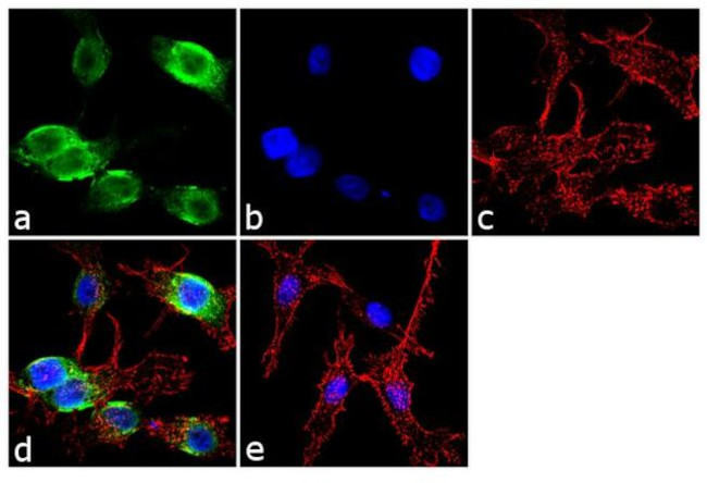 CRP Antibody in Immunocytochemistry (ICC/IF)