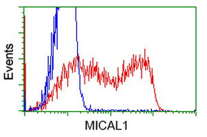 MICAL1 Antibody in Flow Cytometry (Flow)