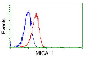 MICAL1 Antibody in Flow Cytometry (Flow)