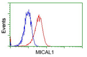 MICAL1 Antibody in Flow Cytometry (Flow)