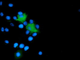 MICAL1 Antibody in Immunocytochemistry (ICC/IF)