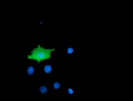 MICAL1 Antibody in Immunocytochemistry (ICC/IF)