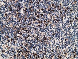 MICAL1 Antibody in Immunohistochemistry (Paraffin) (IHC (P))