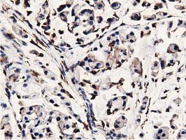 MICAL1 Antibody in Immunohistochemistry (Paraffin) (IHC (P))