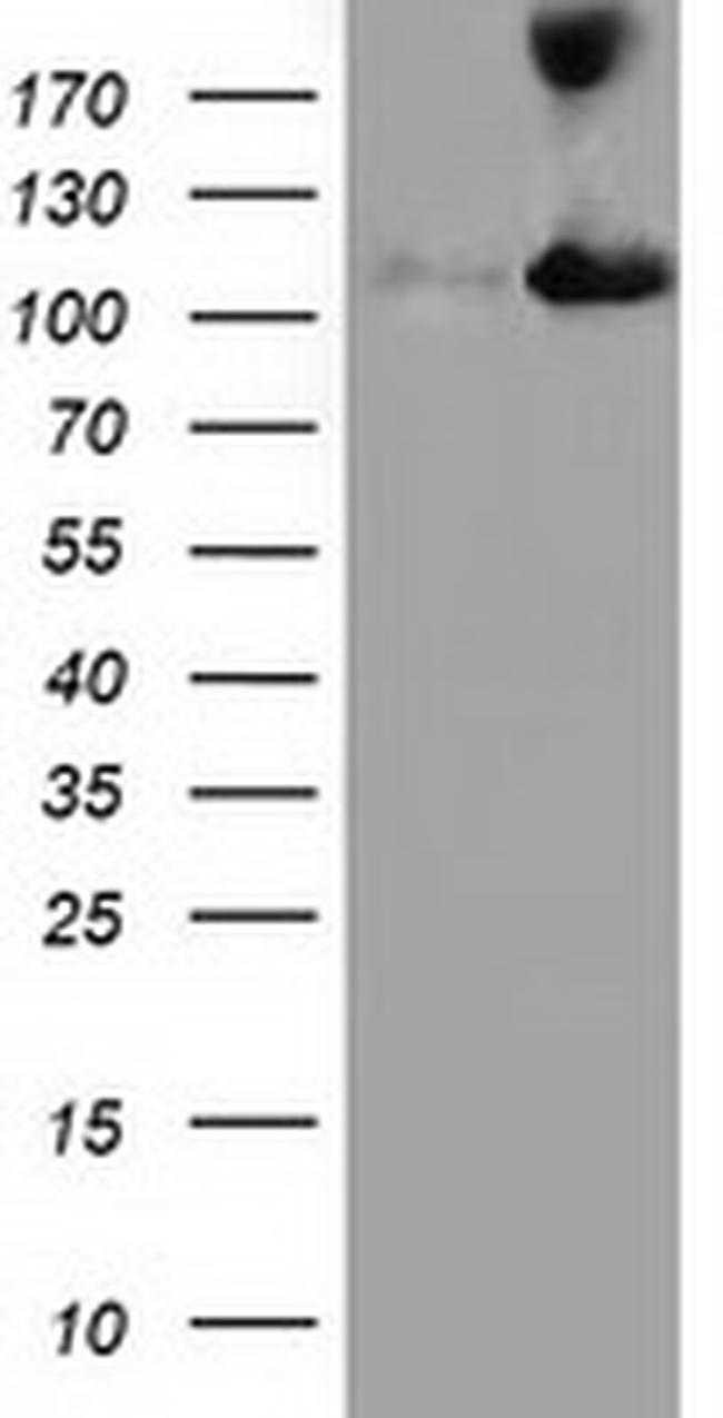 MICAL1 Antibody in Western Blot (WB)