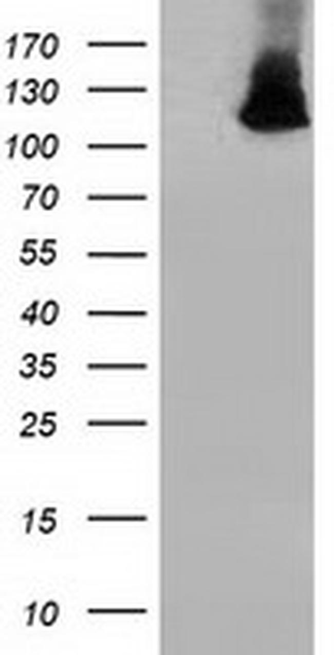 MICAL1 Antibody in Western Blot (WB)