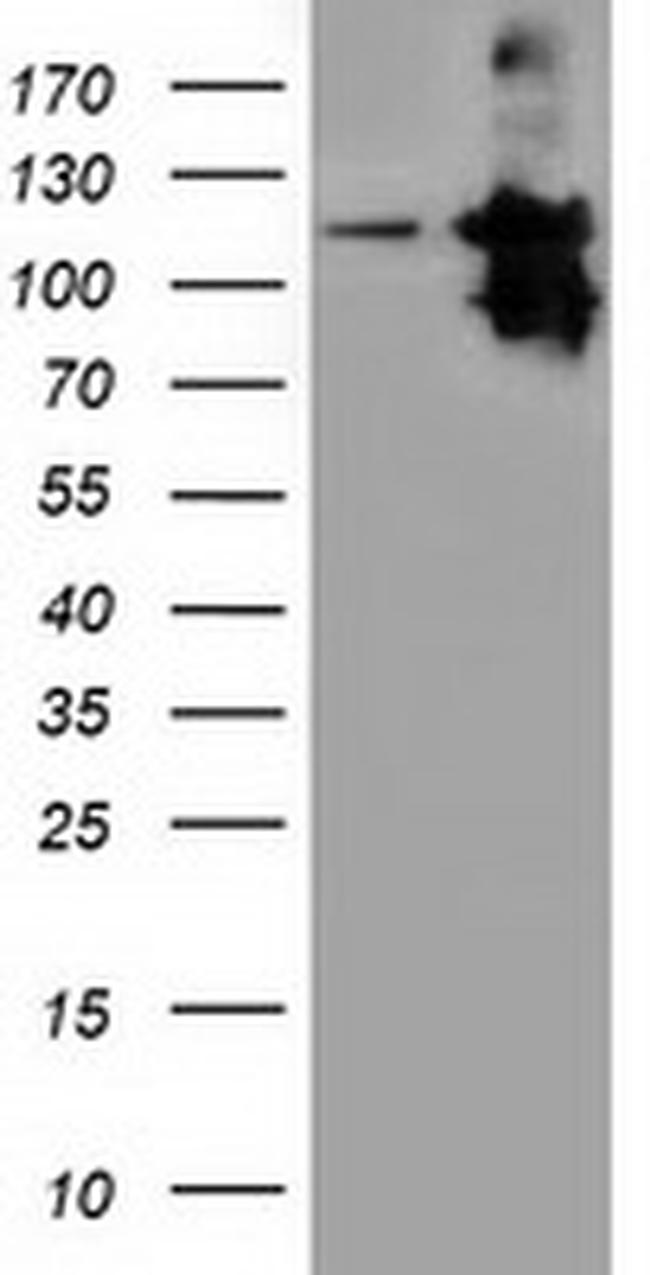 MICAL1 Antibody in Western Blot (WB)