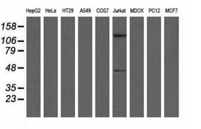 MICAL1 Antibody in Western Blot (WB)