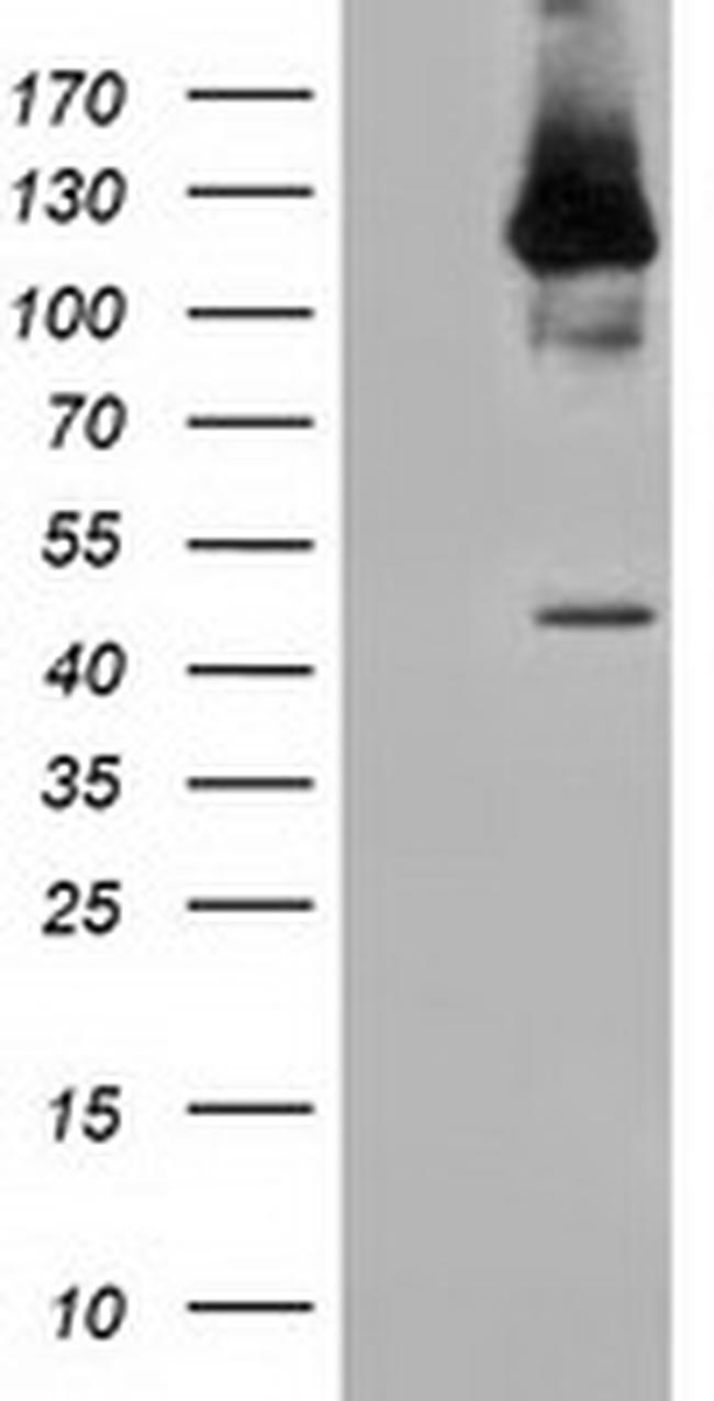 MICAL1 Antibody in Western Blot (WB)