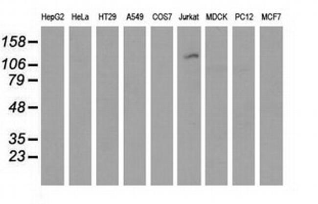 MICAL1 Antibody in Western Blot (WB)