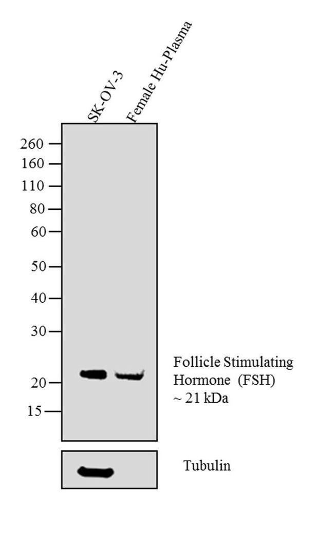 Follicle Stimulating Hormone Antibody in Western Blot (WB)