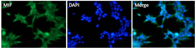 MIF Antibody in Immunocytochemistry (ICC/IF)