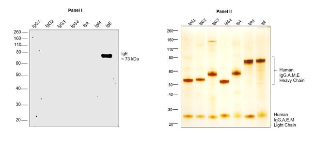 Human IgE Secondary Antibody in Western Blot (WB)