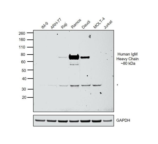 Human IgM Secondary Antibody in Western Blot (WB)