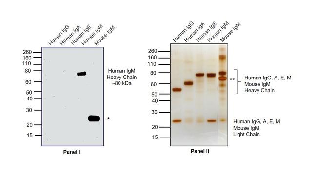 Human IgM Secondary Antibody in Western Blot (WB)