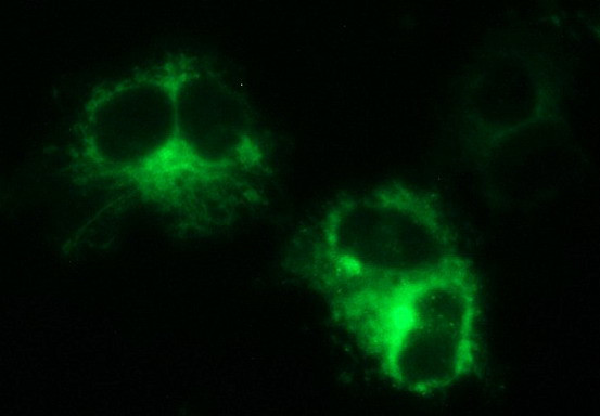 MINPP1 Antibody in Immunocytochemistry (ICC/IF)