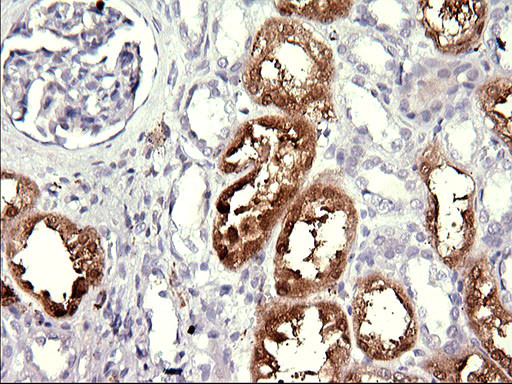 MINPP1 Antibody in Immunohistochemistry (Paraffin) (IHC (P))