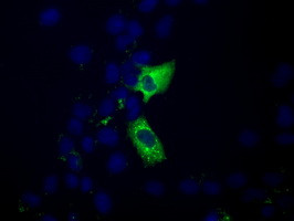 MIOX Antibody in Immunocytochemistry (ICC/IF)