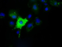 MIOX Antibody in Immunocytochemistry (ICC/IF)