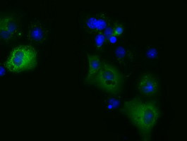 MIOX Antibody in Immunocytochemistry (ICC/IF)