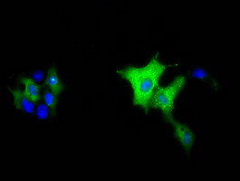 MIOX Antibody in Immunocytochemistry (ICC/IF)