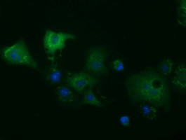 MIOX Antibody in Immunocytochemistry (ICC/IF)