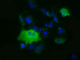 MIOX Antibody in Immunocytochemistry (ICC/IF)