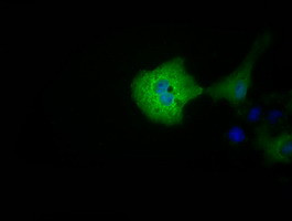 MIOX Antibody in Immunocytochemistry (ICC/IF)