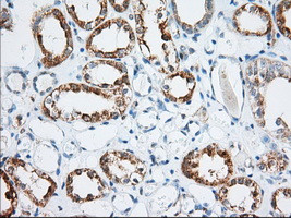 MIOX Antibody in Immunohistochemistry (Paraffin) (IHC (P))