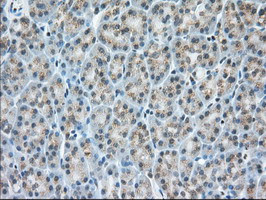 MIOX Antibody in Immunohistochemistry (Paraffin) (IHC (P))