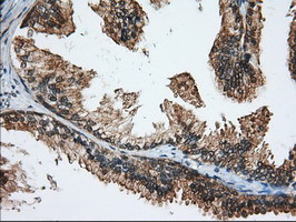 MIOX Antibody in Immunohistochemistry (Paraffin) (IHC (P))