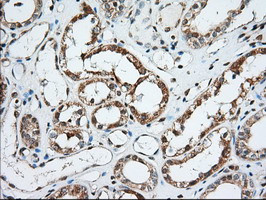 MIOX Antibody in Immunohistochemistry (Paraffin) (IHC (P))