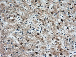 MIOX Antibody in Immunohistochemistry (Paraffin) (IHC (P))