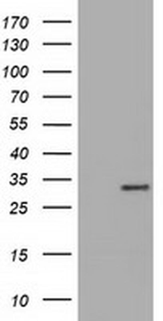 MIOX Antibody in Western Blot (WB)