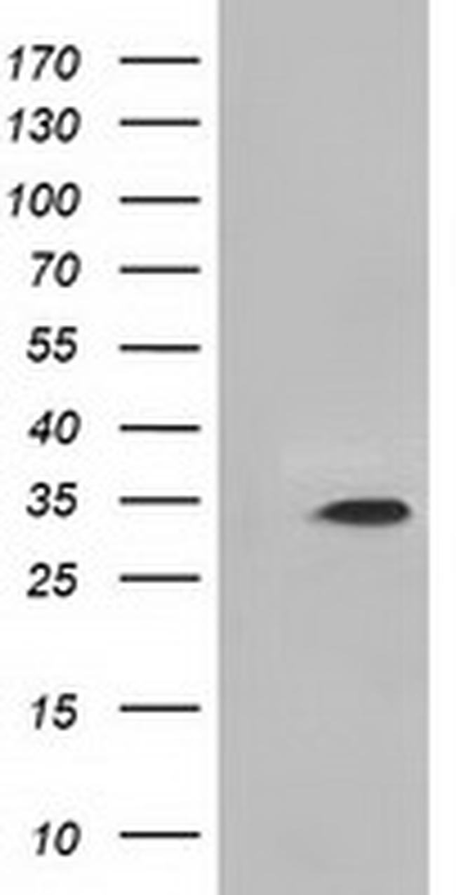 MIOX Antibody in Western Blot (WB)