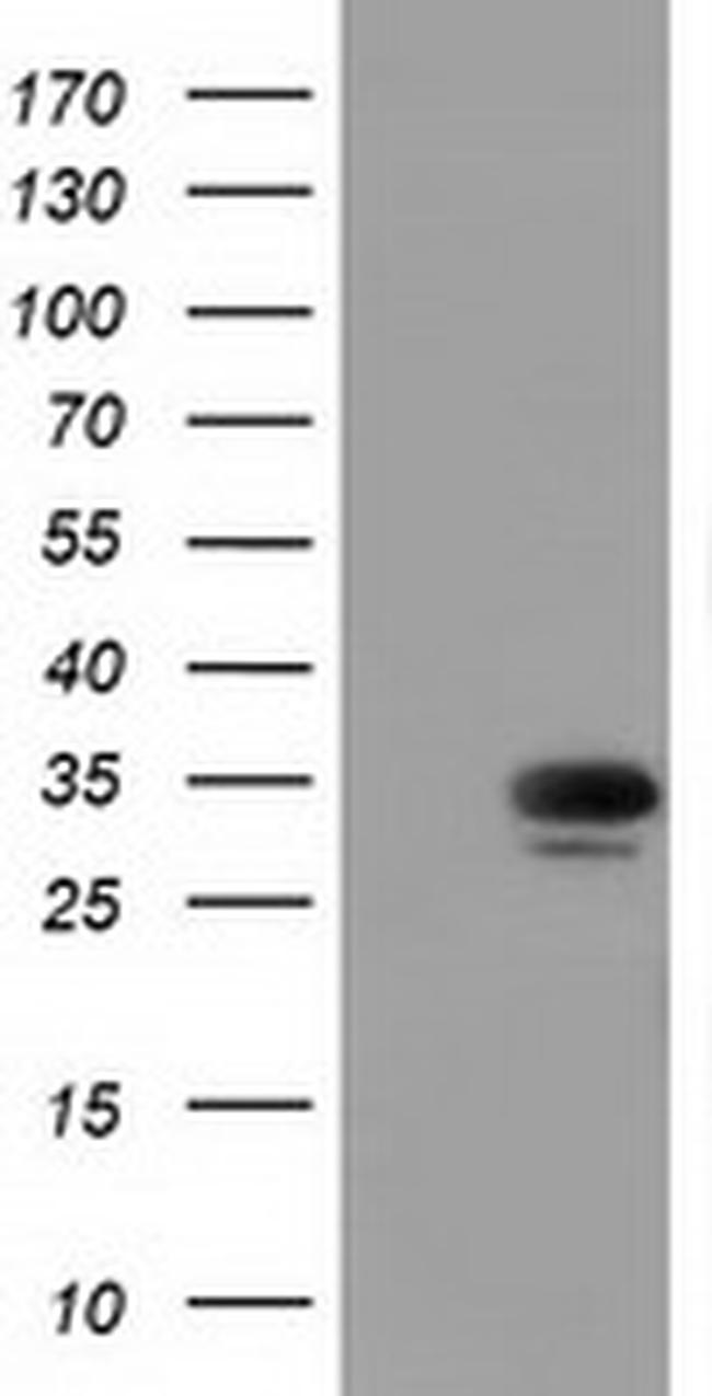 MIOX Antibody in Western Blot (WB)