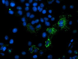 MIPEP Antibody in Immunocytochemistry (ICC/IF)