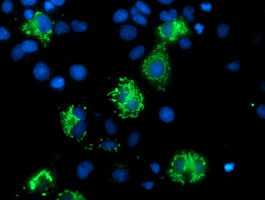 MIPEP Antibody in Immunocytochemistry (ICC/IF)