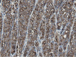 MIPEP Antibody in Immunohistochemistry (Paraffin) (IHC (P))