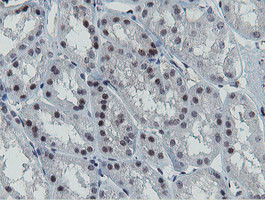 MIPEP Antibody in Immunohistochemistry (Paraffin) (IHC (P))