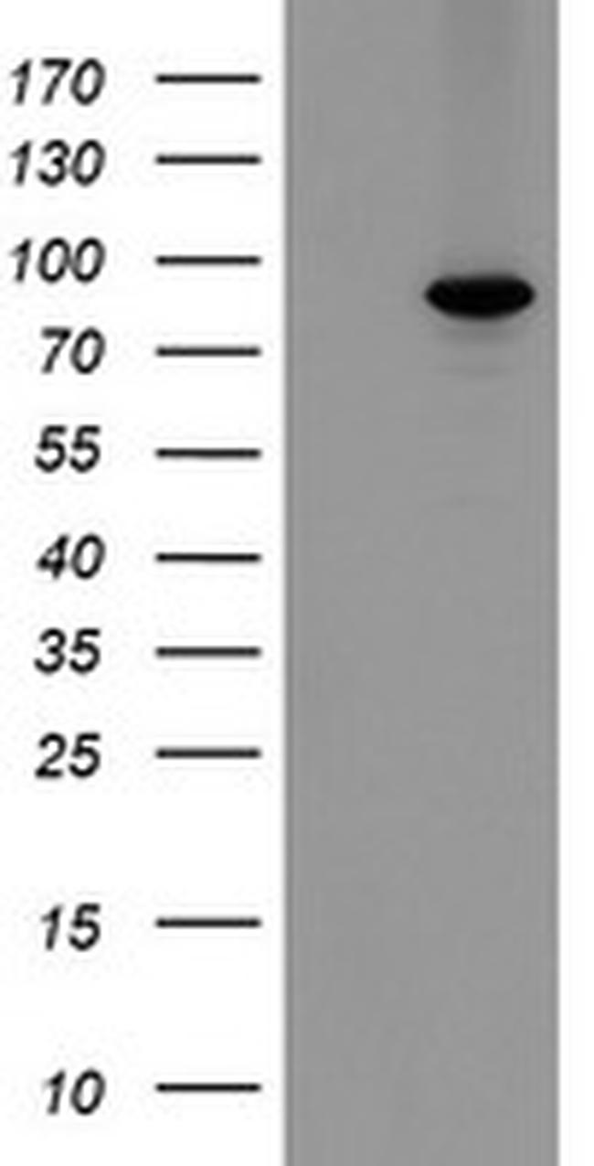 MIPEP Antibody in Western Blot (WB)